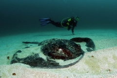 Scuba Diving with Round Ribbontail Rays