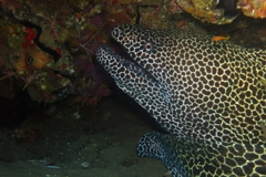 Scuba Diving with Honeycomb Eels