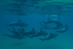 Scuba Diving with Dolphin