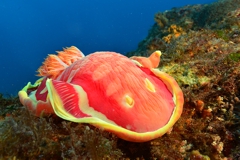 Scuba Diving with Spanish Dancers