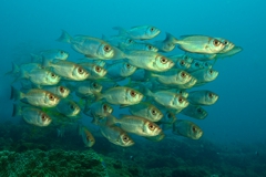 Scuba Diving with Reef Fish