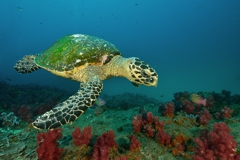 Scuba Diving with Turtles