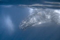 Scuba Diving with Humpback Whales