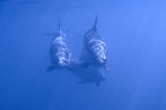 Scuba Diving with Dolphin