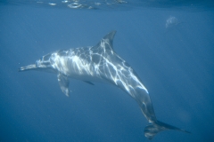 Scuba Diving with Dolphin