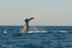 Scuba Diving with Humpback Whales