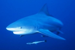 Shark Diving with Bull Sharks