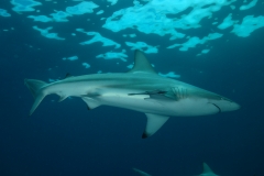 Shark Diving with Blacktip Sharks