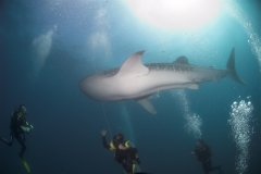 Shark Diving with Whale Sharks