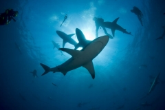 Scuba Diving with Blacktip Sharks