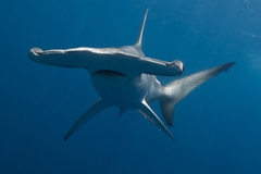 Shark Diving with Hammerhead Sharks