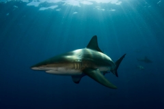 Shark Diving with Blacktip Sharks