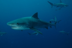 Scuba Diving with Tiger Sharks