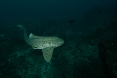 Leopard Shark Scuba Diving with Leopard Sharks