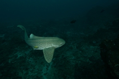 Shark Diving with Leopard Sharks