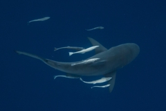 Scuba Diving with Bull Sharks