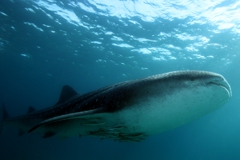 Scuba Diving with Whale Sharks