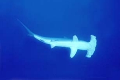 Shark Diving with Hammerhead Sharks