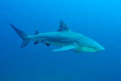 Scuba Diving with Bull Sharks