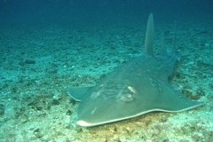 Shark Diving with Guitar Sharks