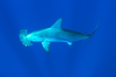 Scuba Diving with Hammerhead Sharks